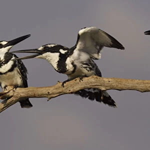 RF - Pied kingfisher (Ceryle rudis) group of three perched on branch, squabbling
