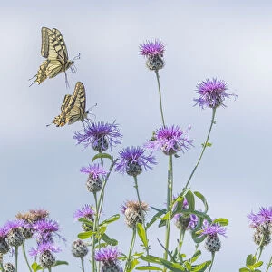 RF - Two Swallowtail butterflies (Papilio machaon) flying to feed on thistle (Cirsium sp. ) bush in flower. The Netherlands. July. (This image may be licensed either as rights managed or royalty free. )