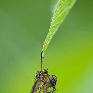 Robber fly (Asilidae) with mosquito prey hanging from leaf, Gornje Podunavlje Special
