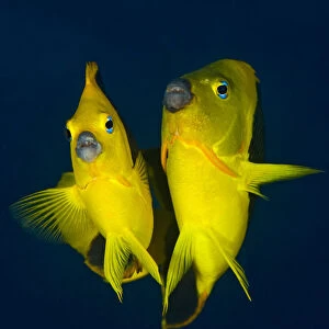 Rock beauty angelfish (Holacanthus tricolor) pair at dusk performing their courtship