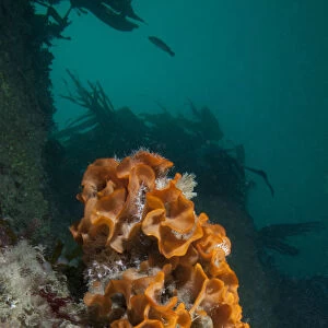 Ross Bryozoan (Pentapora fascialis) L Etac, Sark, British Channel Islands