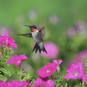 Ruby-throated hummingbird (Archilochus colubris), male in flight feeding on Petunia flowers