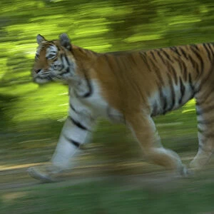 Siberian tiger (Panthera tigris altaica) running in green foliage, captive