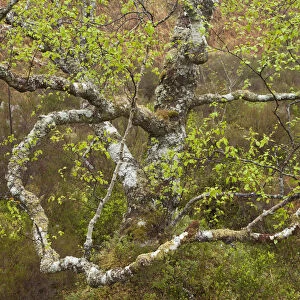 Silver birch (Betula pendula) in spring. Beinn Eighe National Nature Reserve. Scotland