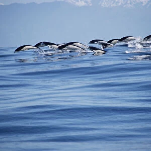 Southern right whale dolphins porpoising {Lissodelphis peronii} Kaikoura, New Zealand