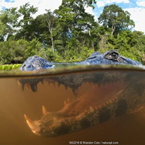 Spectacled caiman (Caiman yacare), split level view in the Pantanal wetlands region