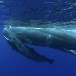 Sperm Whale (Physeter macrocephalus) calf swimming uder its mother. Sao Miguel Island