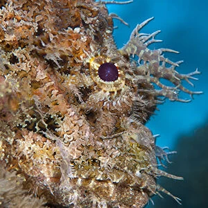 Spotted scorpionfish (Scorpaena plumieri) lying motionless and camouflaged in soft corals