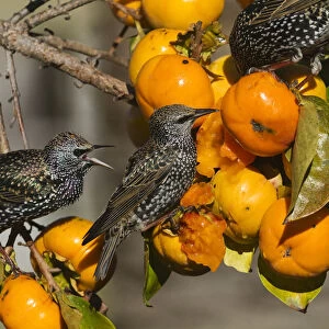 Starling (Sturnus vulgaris), eating fruit of Japanese Persimmon (Diospyros kaki)