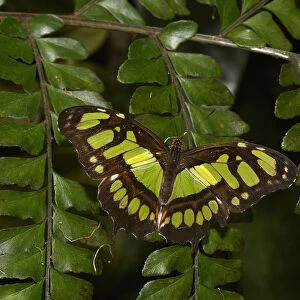 Tailed jay butterfly (Graphium agamemnon) captive, occurs in Asia