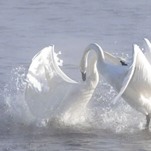 Trumpeter Swans (Cygnus buccinator) in winter morning mist, showing aggression during