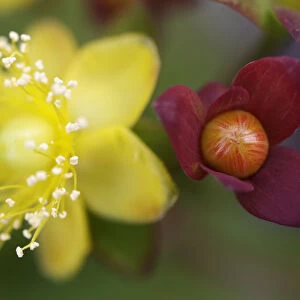 Tutsan (Hypericum androsaemum) flower and fruit, Burren National Park, County Clare