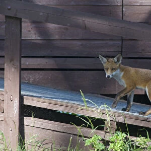 Urban Red fox (Vulpes vulpes) walking up ramp, London, May