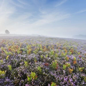 View over New Forest heathland in mist at dawn with Ling (Calluna vulgaris) and Bell Heather
