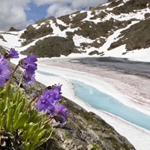 Viscid primrose (Primula latitolia) on mountainside, Nordtirol, Austrian Alps, 2600 metres