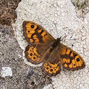 Wall brown butterfly {Lasiommata megera} basking on lichen covered stone wall, The Rumps, Polzeath, Cornwall, UK. April