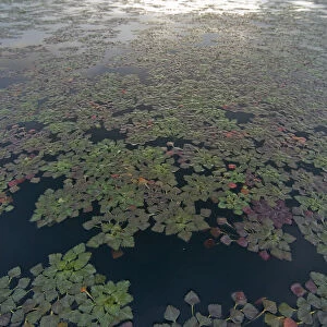Water caltrop / chestnut (Trapa natans) plants growing on water surface, Lake Skadar
