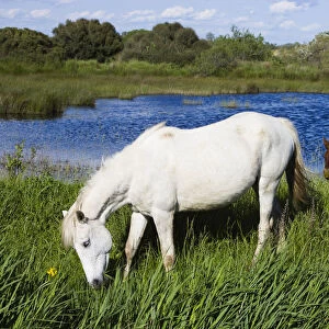 White Camargue horse, mare with brown foal, Camargue, France, April 2009