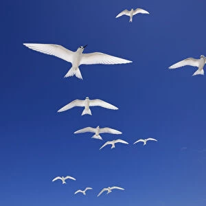 White terns (Gygis alba) flock in flight overhead, Christmas Island / Kiritimati