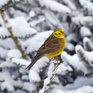 Yellowhammer (Emberiza citrinella) perched in snow covered conifer, Norfolk, England, UK