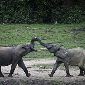 Two young male African forest elephants (Loxodonta cyclotis) fighting over small pool of water in Dzanga-Sangha National Park, Central African Republic