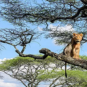 Young male Lion and lioness (Panthera leo) resting in tree during middle of the day to escape the heat. Acacia woodland near Ndutu, Ngorongoro Conservation Area / Serengeti National Park border, Tanzania