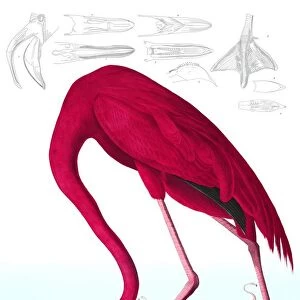 American Flamingo, Phoenicopterus Ruber, 1845