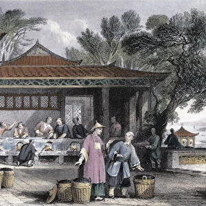 The Culture and Preparation of Tea, China, 1843. Artist: Thomas Allom