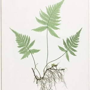 Ferns of Great Britain and Ireland: Polypodium Phegopteris, 1855-1856. Creator: Henry Bradbury