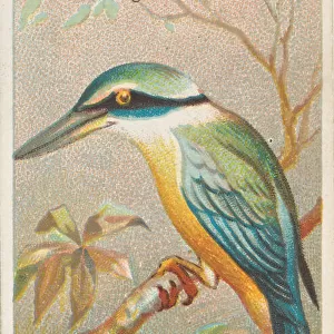 Pacific Kingfisher