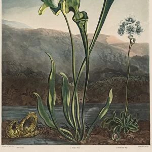 The Temple of the Flora: American Bog Plants. Creator: Thomas Sutherland (British