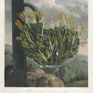 The Temple of Flora, or Garden of Nature: The American Aloe, 1807. Creator: Robert John Thornton
