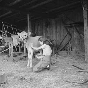Young girl, daughter of small pear farmer tends her calf, near Medford, Oregon, 1939. Creator: Dorothea Lange