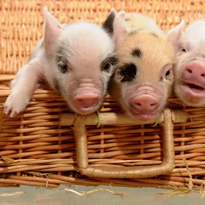 Piglets in a Basket