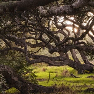 Ancient oak trees in the Los Osos Oak Forest, California, USA