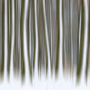 Blurred snow covered tree trunks in forest in winter in Franconia, Bavaria, Germany