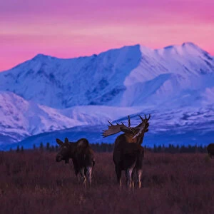 A Bull Moose (Alces Alces) Makes Vocalizations After Sunset With The Alaska Range In The Background During Rutting Season; Alaska, United States Of America