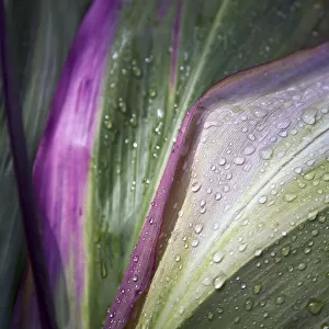 Close Up Of The Purple And Green Leaves Of A Tropical Plant Covered In Water Droplets; Hawaii, United States Of America
