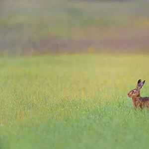 European Brown Hare (Lepus europaeus) in Grain Field, Gunzenhausen, Weissenburg-Gunzenhausen, Bavaria, Germany