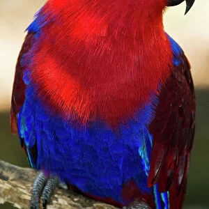 A female Eclectus Parrot perches on a tree branch
