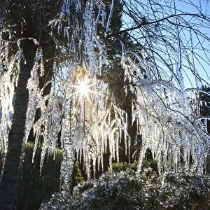 Icicles Hanging From Tree Branches