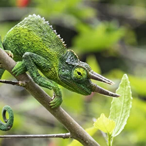 Jacksons Chameleon, Hawaii, USA