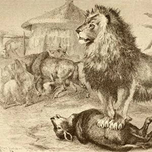 A Lion After Making A Kill In The Middle Of An African Village. From La Vida De Los Animales Published Spain Circa 1885