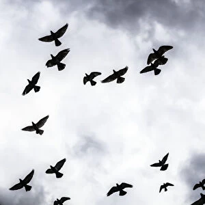 Low Angle View Of Silhouetted Flock Of Birds Flying Against A Cloudy Sky; Thessaloniki, Greece