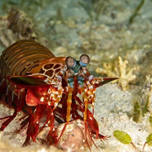 Manitis Shrimp, Cebu, Philippines