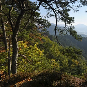 Pine Forest on Mountain, Hochstein, Dahn, Dahner Felsenland, Pfalzerwald, Rhineland-Palatinate, Germany
