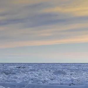 Polar Bears (Ursus Maritimus) Sparring On The Coast Of Hudson Bay; Manitoba, Canada