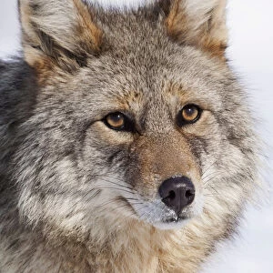 Portrait Of A Wild Coyote Near The Alaska Wildlife Conservation Center, Southcentral Alaska, Winter