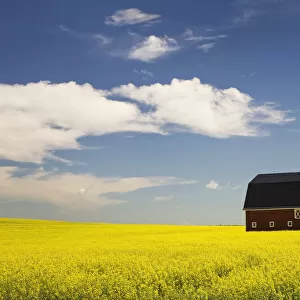 Red Barn In A Flowering Canola Field With Blue Sky And Clouds South Of High River; Alberta Canada