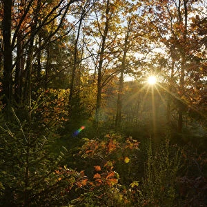 Sun Rays through European Beech (Fagus sylvatica) Forest in Autumn, Upper Palatinate, Bavaria, Germany